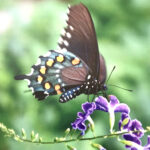 Diana Landry-Black Butterfly