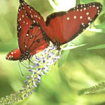 Diana Landry-Two Brown Butterflies