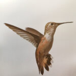 Diana Landry-Hovering Hummingbird