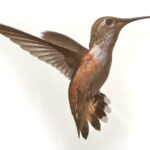 Diana Landry-Hummingbird on Silver